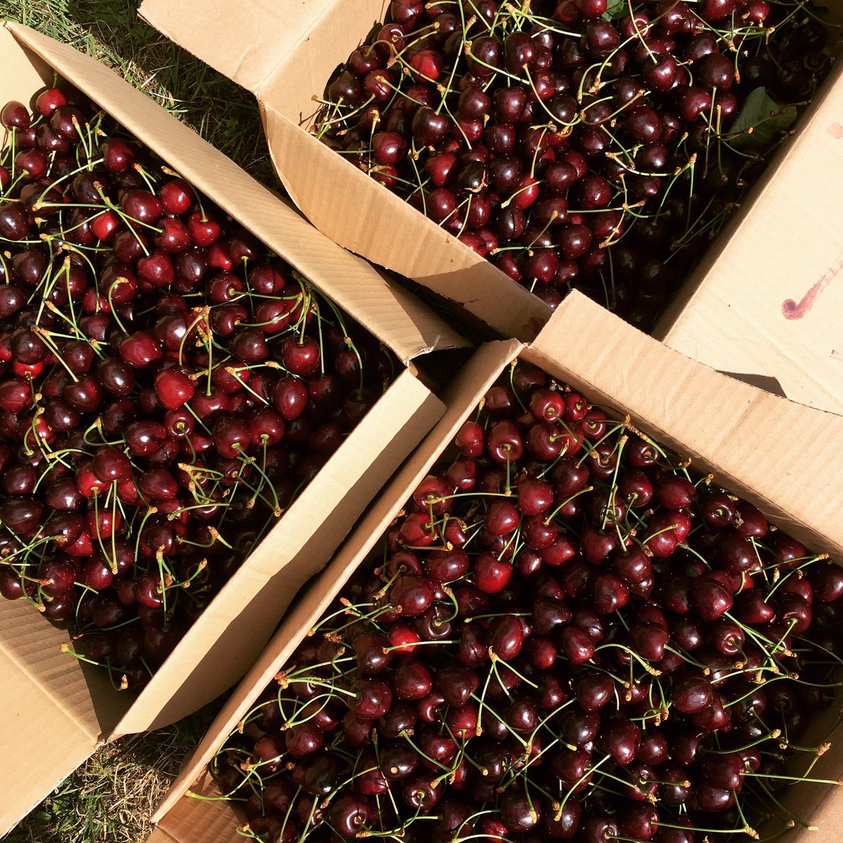 This can only mean that cherry ice cream is back on our menu. #rentacherrytree