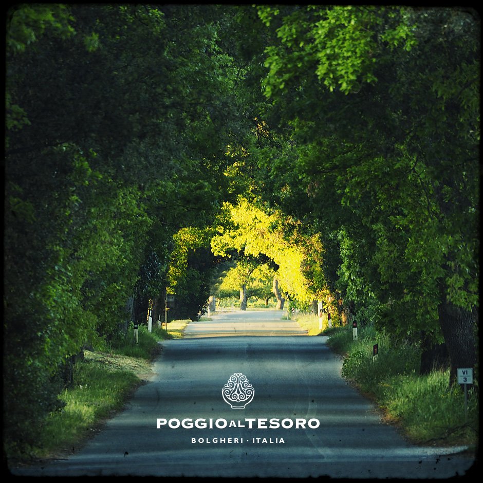 Bolgheri: l’abbraccio degli alberi.
#poggioaltesoro #bolgheri #toscana #vino #rosso #territorio #redwine #tuscany #winelovers