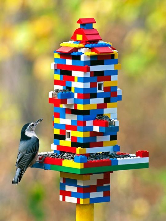 DunbarGC's tweet photo. Day 3 #Wildlife #Garden inspo - feeders  https://t.co/MIE25P0NTf   #nature #Dunbar #EastLothian #birds #squirrels #Familyfun #gardening #diy https://t.co/2tt0aeC4su
