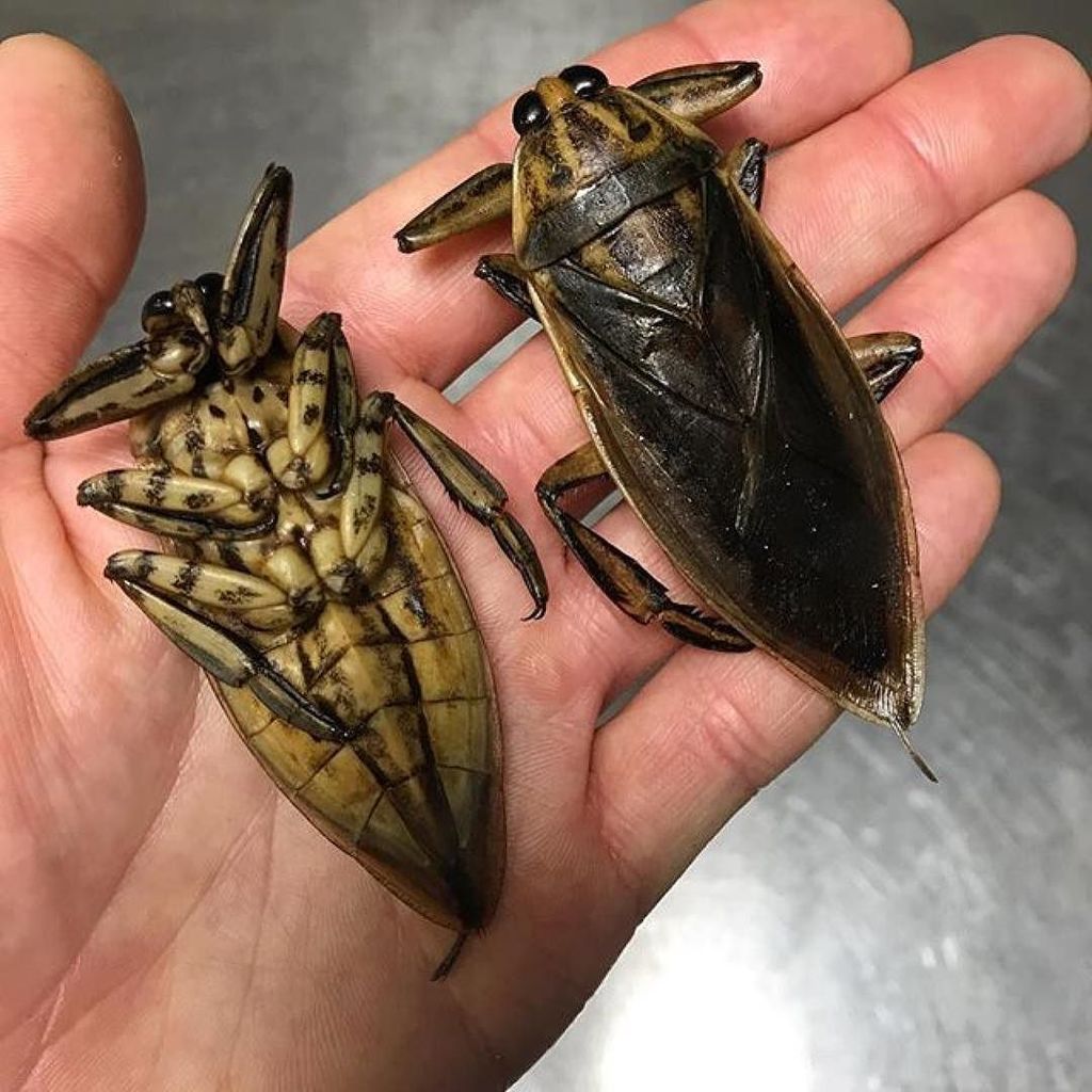 #repost from chef John Chantarasak <a href="/englishhippy/">andrew elliott</a> ✌️
・・・
Maeng-da (แมงดา water beetle) with an essence like sour ap… ift.tt/2ujafak