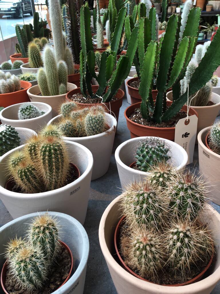 Cactus shopping for Cockamamy! The first prop purchase for <a href="/edfringe/">Edinburgh Festival Fringe</a> wahoooo. #spoiledforchoice 🌵