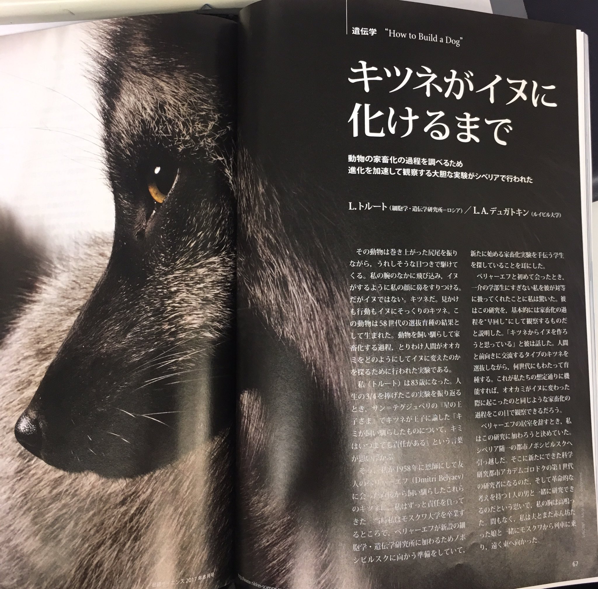 Simon Sin 日経サイエンス今月号のキツネを60年以上代々飼育 して人なつこいイヌにするロシアの研究が面白かった くっそー俺もキツネの尻尾モフモフしたい シベリアにはエキノコックスいないのかな T Co Cbo0ifzfpo Twitter