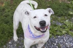 AHS_Think12's tweet image. Shelter in Virginia is seeing more heartworm + dogs this year than any other year. Never forgot to give preventives: buff.ly/2tiivWm