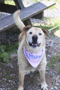 AHS_Think12's tweet image. Shelter in Virginia is seeing more heartworm + dogs this year than any other year. Never forgot to give preventives: buff.ly/2tiivWm