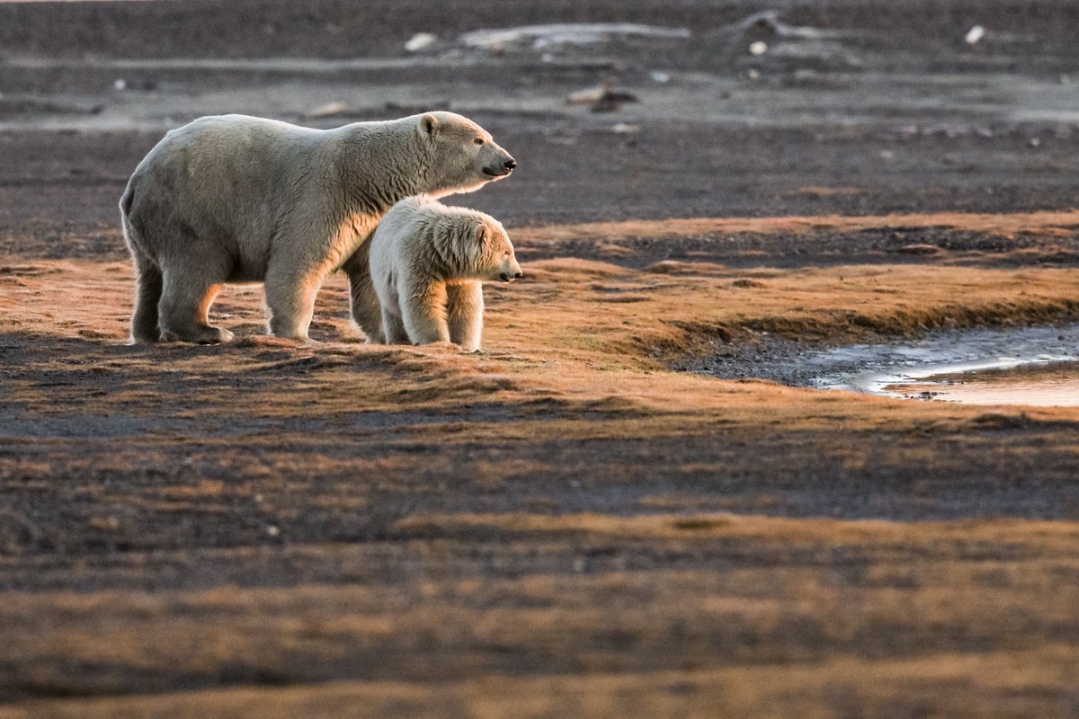 Nanuq: Living with the #polarbear <a href="/AnnaPossberg/">Anneliese Possberg</a> in #NYC this October. Get pass for this award winning #FilmFestival: vimeo.com/225278285