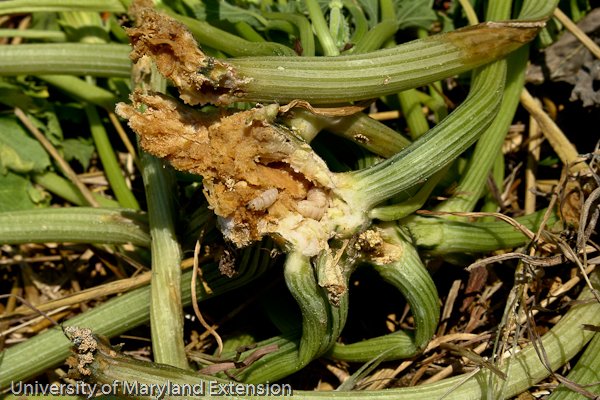 BobStewart723's tweet photo. If you are growing squash here in the U.S. you better know about the Squash Vine Borer π’ https://t.co/zaGmcqR1XF #VegetablePests https://t.co/dgf0MET0oc