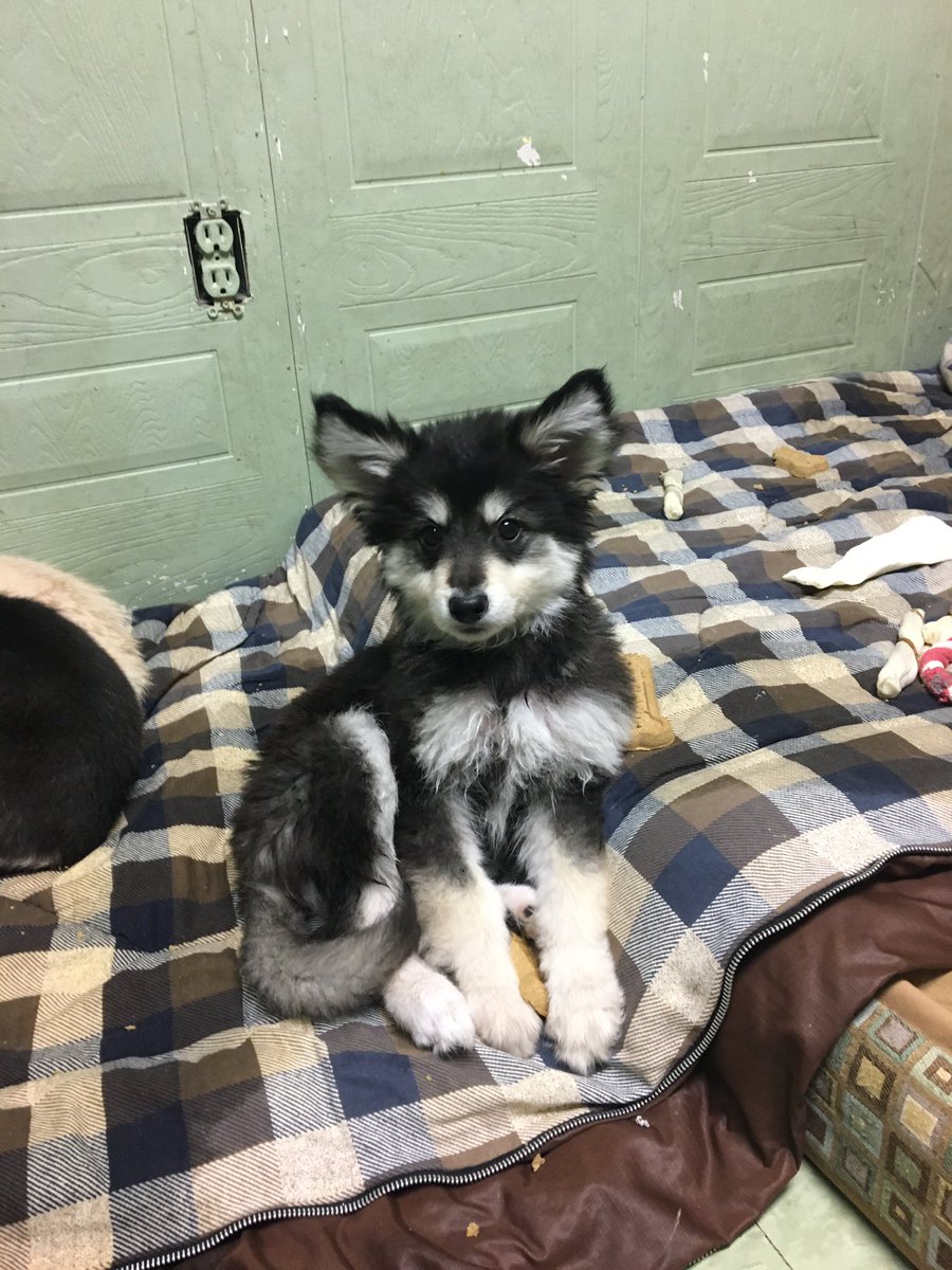ThompsonHumane's tweet photo. These little pups are lab/husky mix and are 3 months old! They are SUPER friendly and are SO excited to find a family of their very own! https://t.co/M0gyhPurLv