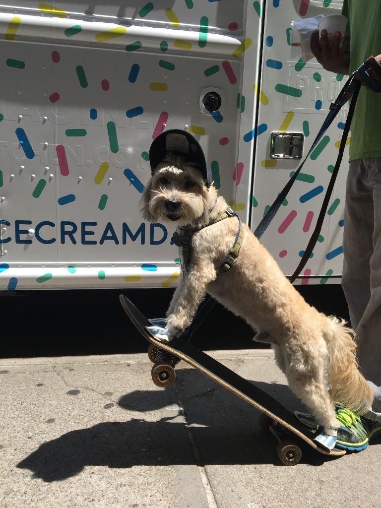 #WheelsUpWednesday - cruise over to our ice cream truck today: 4:30-8pm @ Madison Square Park. #NationalIceCreamDay #PetSmartEvents