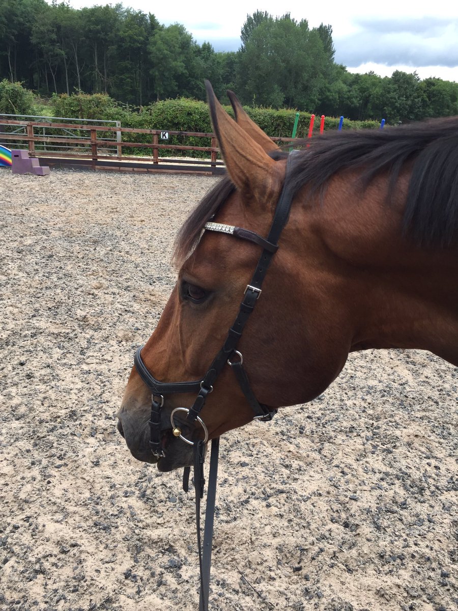 Our <a href="/Equiware/">Equiware UK</a> browband still in good form almost 2years down the line 💕