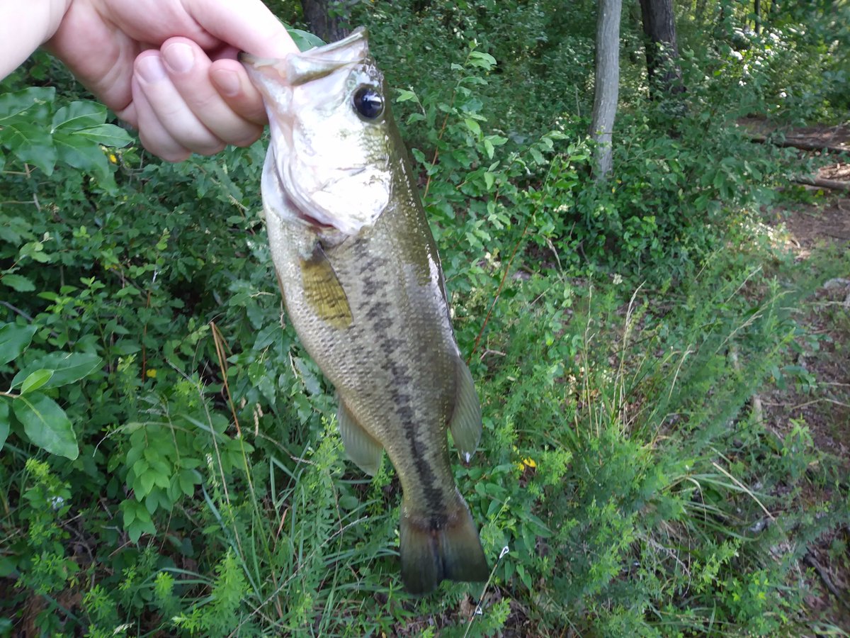 themocoangler's tweet image. Another great day fishing, caught 7 #themocoangler #fishing #bass #bassfishing #sportfishing