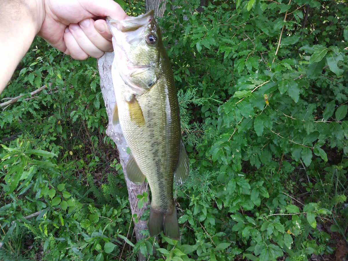 themocoangler's tweet image. Another great day fishing, caught 7 #themocoangler #fishing #bass #bassfishing #sportfishing