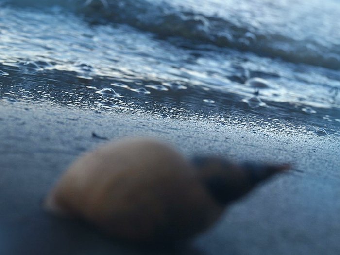 HelgaHelleborus's tweet photo. Cemetery mussels.
Особая красота кладбища мидий и речных улиток. https://t.co/yL9mhdK5bL