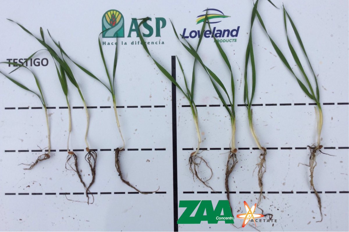Amazing root development of wheat using ACA technology !!! Loveland Products and @ASP_GRoca "Get Growing"