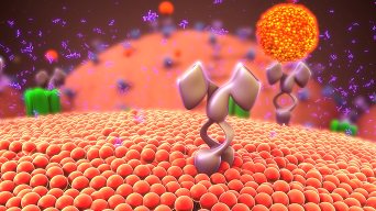 AHAScience's tweet photo. Evidence that resensitization of beta adrenergic receptors is inhibited in HF offers therapeutic promise. #BCVS17 https://t.co/uJBr7xic4C https://t.co/HcFvQtvvOq
