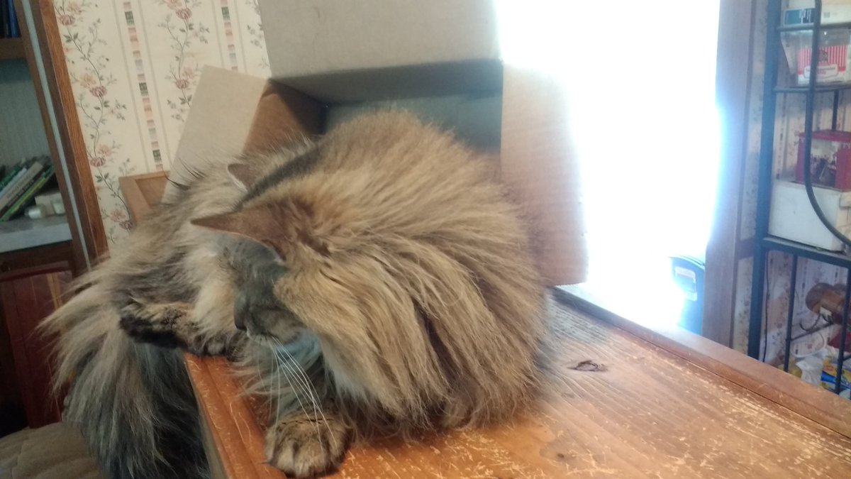 Nibbles doesn't think the box is too small.