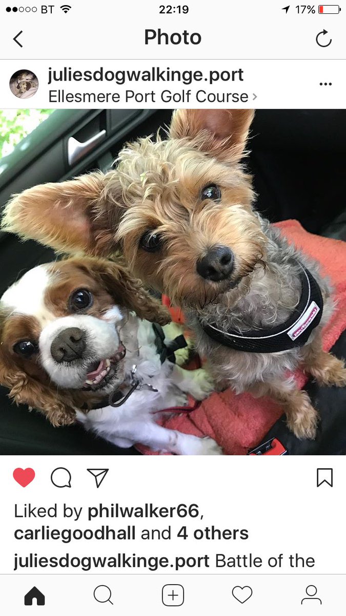 juliesdogwalk's tweet image. Battle of the Front seat this Morning.🐾😬
#dogwalkerproblems