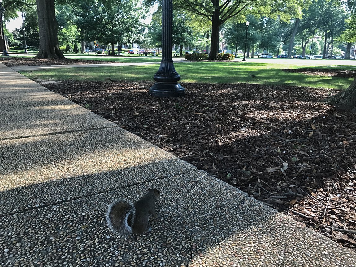 Not as many students on campus = #QuadSquirrels are pretty bold! #TodayAtUA: staring contest with this little guy 😆 🐿