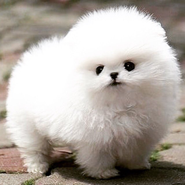 _YoKawaii's tweet photo. Have you ever seen a cuter ball of fluff?!😱 #itssofluffyimgonnadie https://t.co/ohs4VEh1GQ