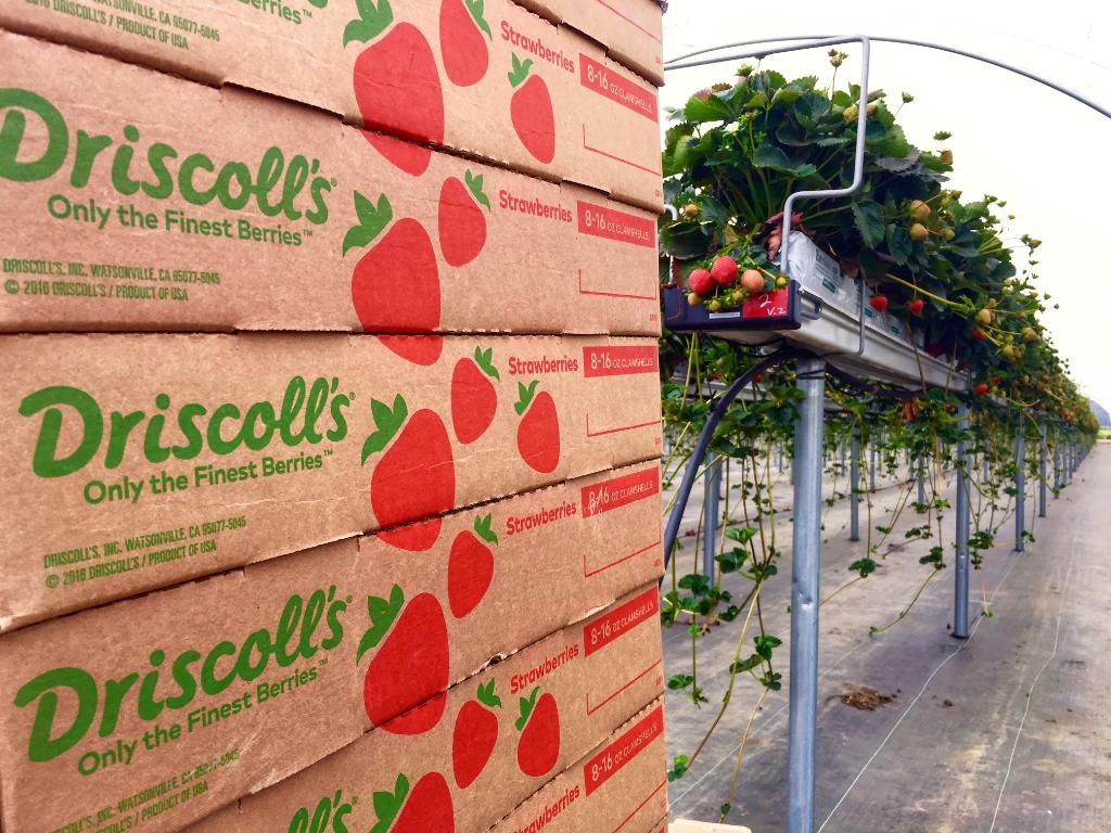 driscollsberry's tweet photo. Great day hosting field tours as part of #organicproducesummit sponsorship to share insights on #leadership and #innovation in ag. https://t.co/5OHOSziN1h