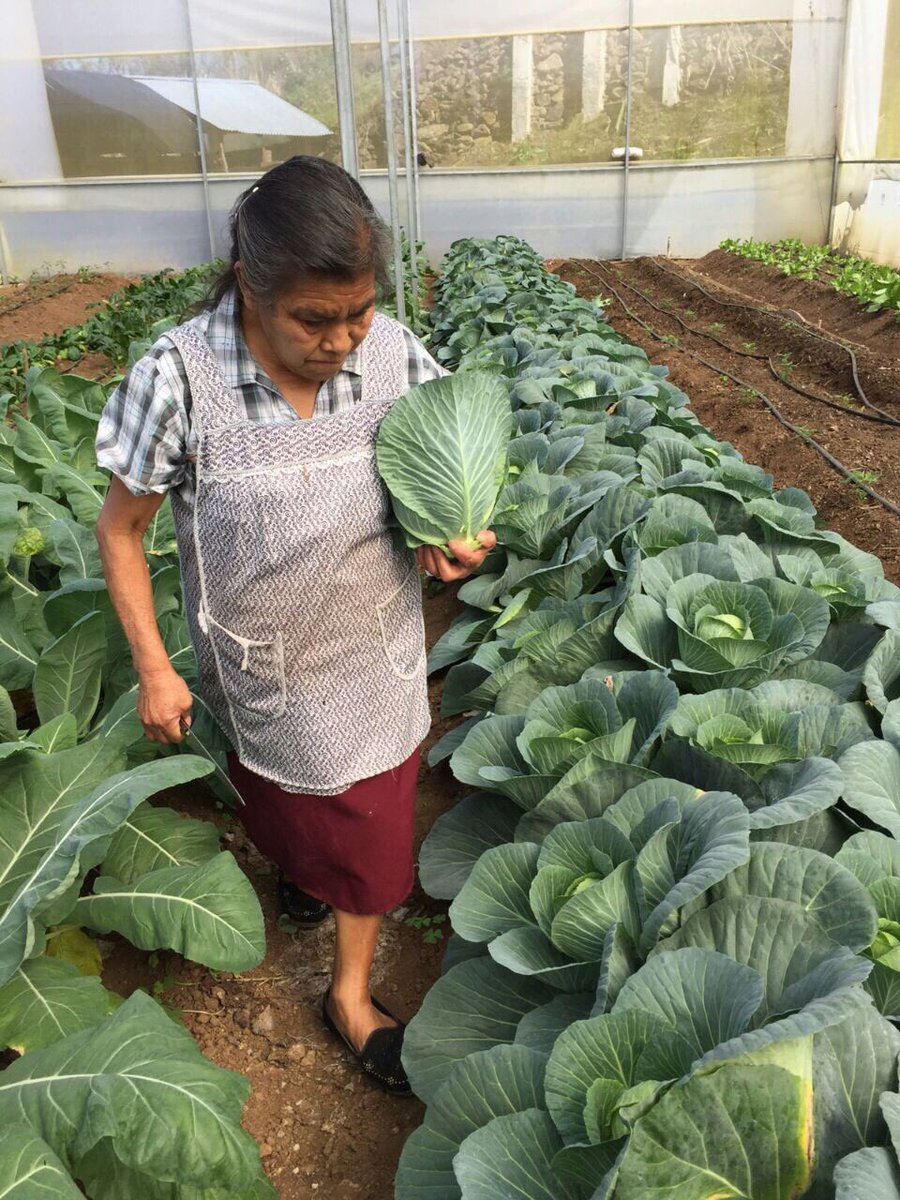 Solabac7's tweet photo. Producción de Hortalizas #PESA2017 @PESAMEXICO @Mely_Romero @paulinaescobedo @FAOMexico @Car_Muniz @SEDAGRO_HIDALGO @CamarilloMVZ @ecarizpe https://t.co/bSswkEp1ET