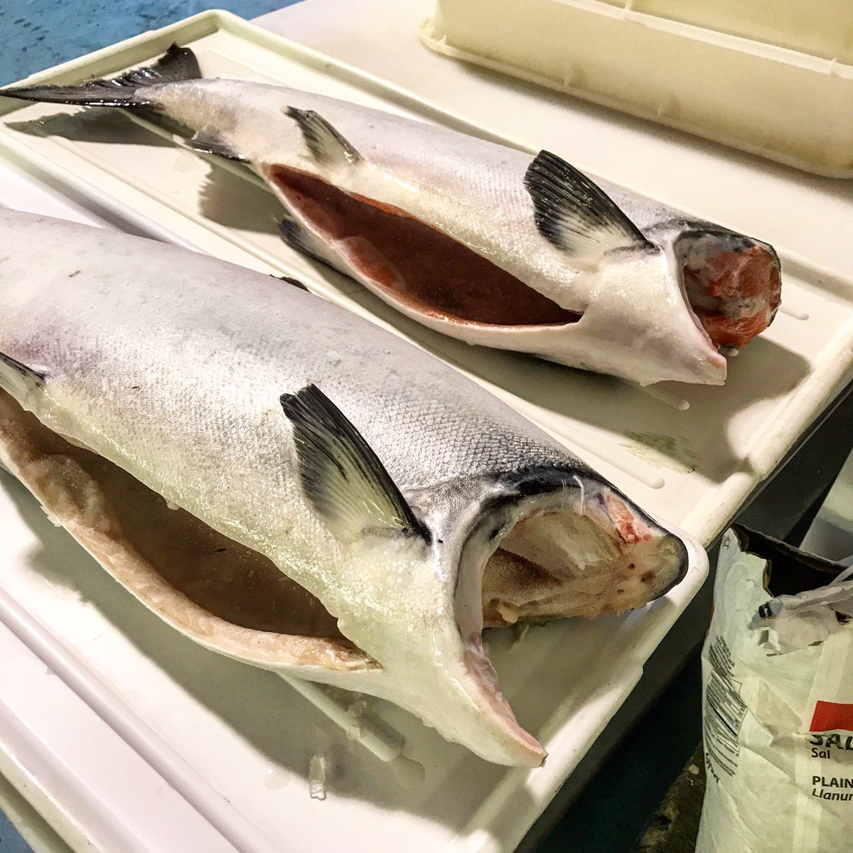 hooked_ak's tweet photo. Frozen at Sea King Salmon in the shop! These babies were alive not that long ago! #wheretoeatinjuneau #oceantotable https://t.co/x6eg7OVLrm