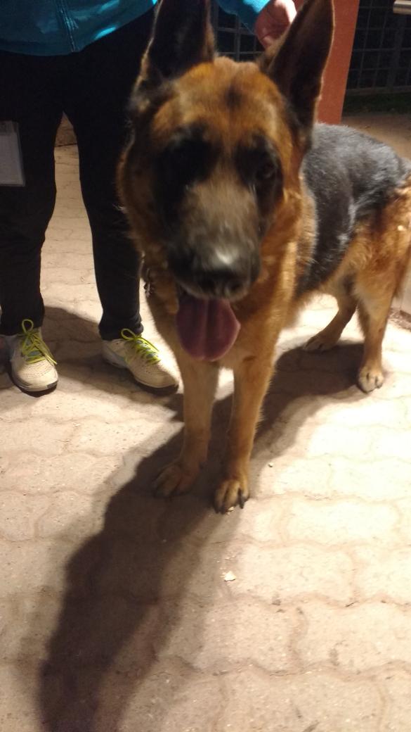 antogutierrez_'s tweet photo. Encontré un ovejero cachorro cerca del Club alemán. Se busca a los dueños. Difundir https://t.co/dG3SRqFRfE