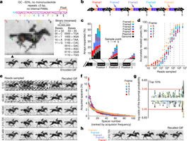 SyntheticData's tweet image. Very exciting development in data storage, when scientists were able to store an entire movie using nucleotides inside a bacteria´s DNA