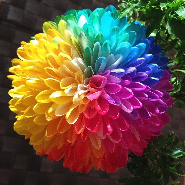 世界に咲く花 レインボーキク 人為的に作製された虹色のキク 根っこから着色料を吸い込ませて色付けするそうです T Co Hjbpi2v4cg Twitter