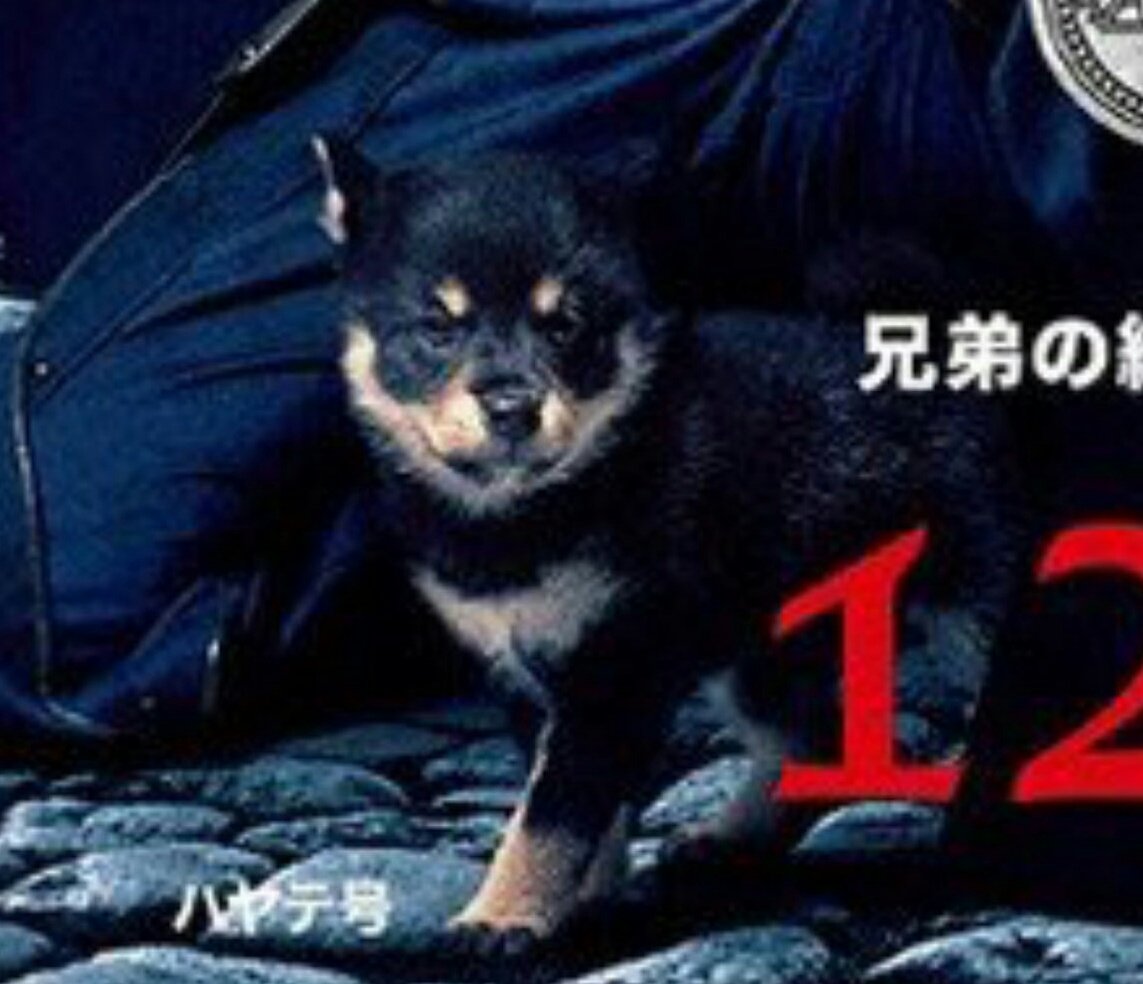 実写版 鋼の錬金術師 圧倒的なクオリティを誇るあのキャラに絶賛の声が集まる 再現率すごい Togetter 実写版 鋼の錬金術師 圧倒的なクオリティを誇るあのキャラに絶賛の声が集まる 再現率すごい Togetter