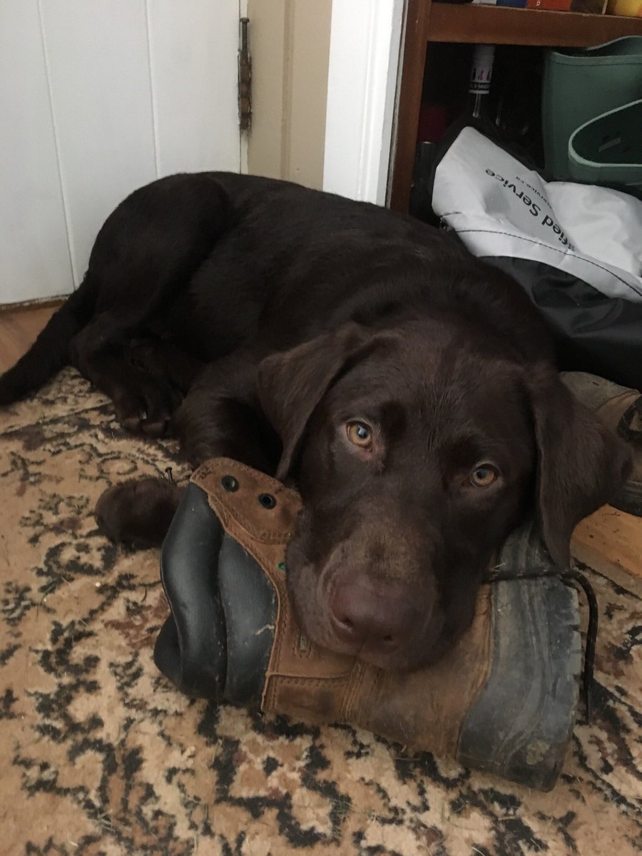 ambercordingley's tweet photo. MISSING DOG!! If you see him please dm me! His name is Rollo. He will run away if you chase him! Pls retweet so I can find him :((( https://t.co/TlyyNWNl70