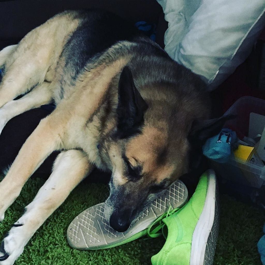 mamatufy's tweet photo. Guess he thinks they're comfortable too 🐺😉 #hermitsofinstagram #hermitstatus #hermitseason #hermitsrest #hermitsco… https://t.co/ZJ5cYRl0Au https://t.co/ysxxrltSa6