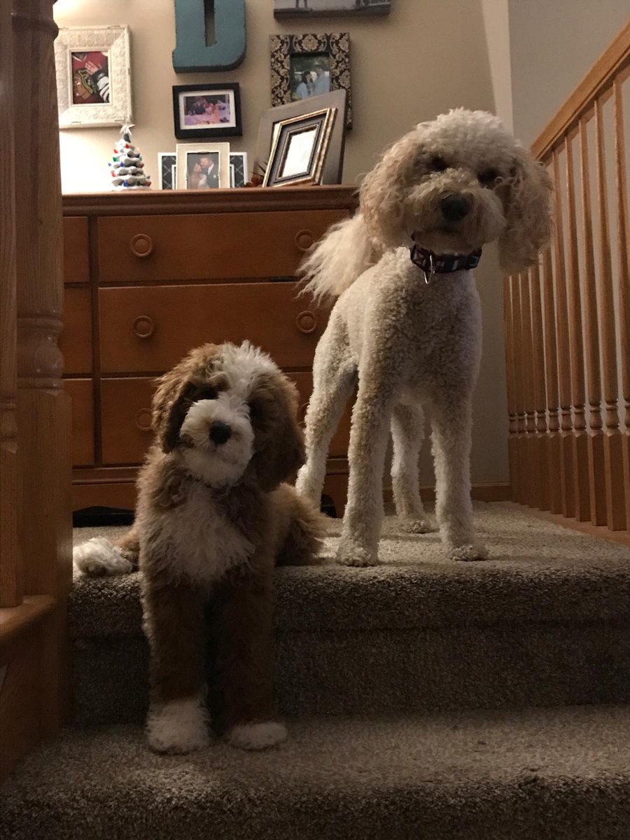 DailyPuppers's tweet photo. https://t.co/sR3D62zckI
