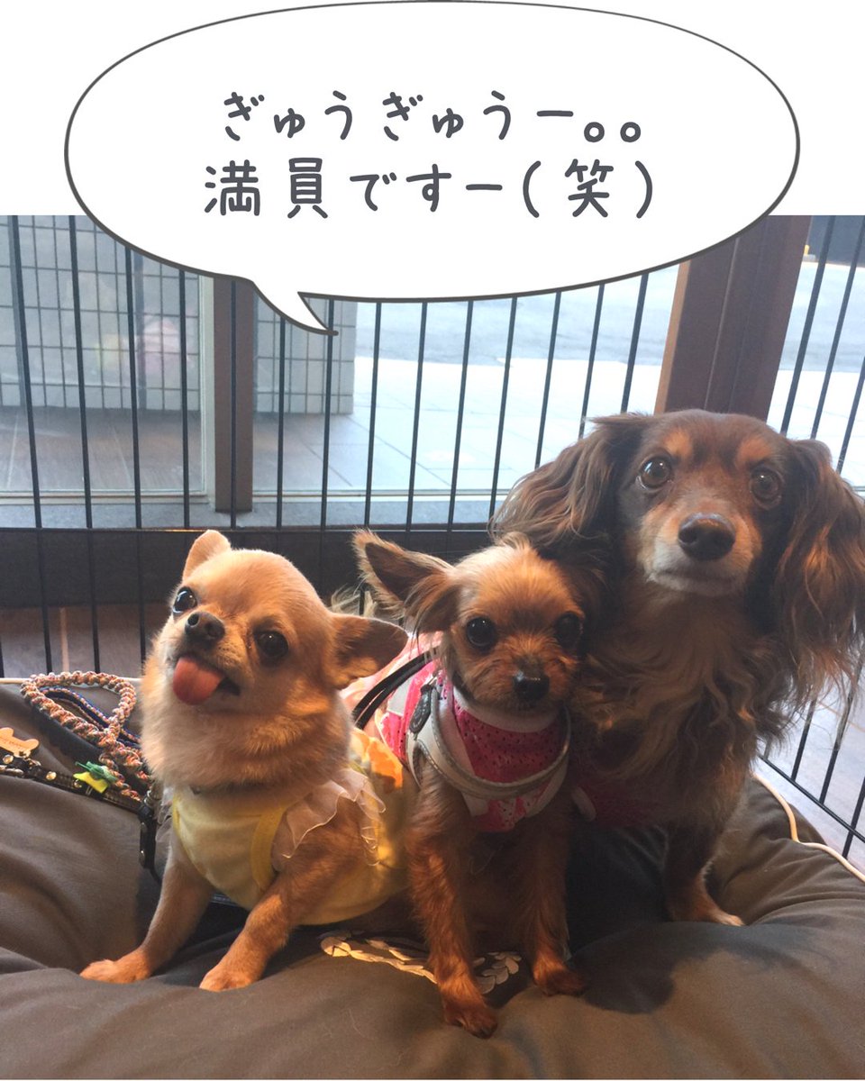 きりとび 舞浜シェラトン シェラトングランデトーキョーベイホテル シェラトンdogベッド シェラトン印 ロゴ入りベッド ドッグラウンジ Dls ホテル部屋でワンコと宿泊 T Co Ajaalj1jaz Twitter