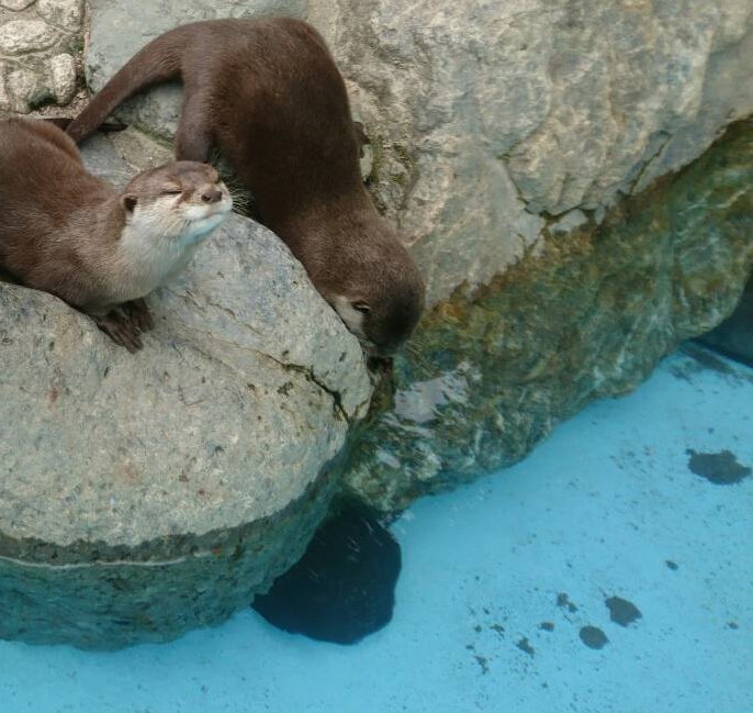 鹿児島市平川動物公園 今日は一段と暑いですね なんか涼しくなる写真をアップしたいですが撮りに行くのもためらいたくなります というわけでコツメカワウソのなんともいえない顔をどうぞ 鹿児島市平川動物公園 今日は一段と暑いですね なんか涼しくなる写真をアップしたいですが撮りに行くのもためらいたくなります というわけでコツメカワウソのなんともいえない顔をどうぞ
