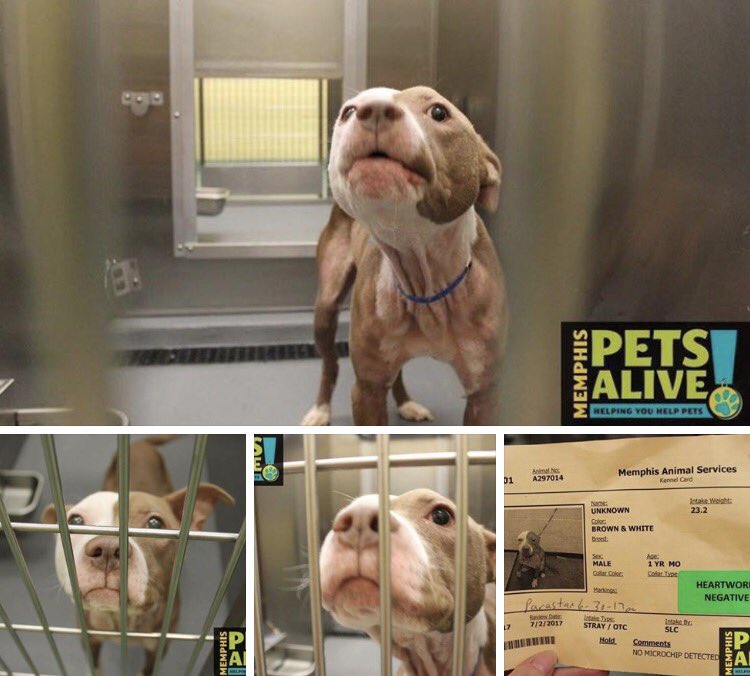 reddogsusie's tweet photo. #TN #MEMPHIS #SOS
🆘🆘CRITICAL 1yo HW- boy calm,sweet, loves kids! Had rough life! Pls #adopt #rescue #foster #pledge
https://t.co/YI3cMThDwK https://t.co/VagvY52kND