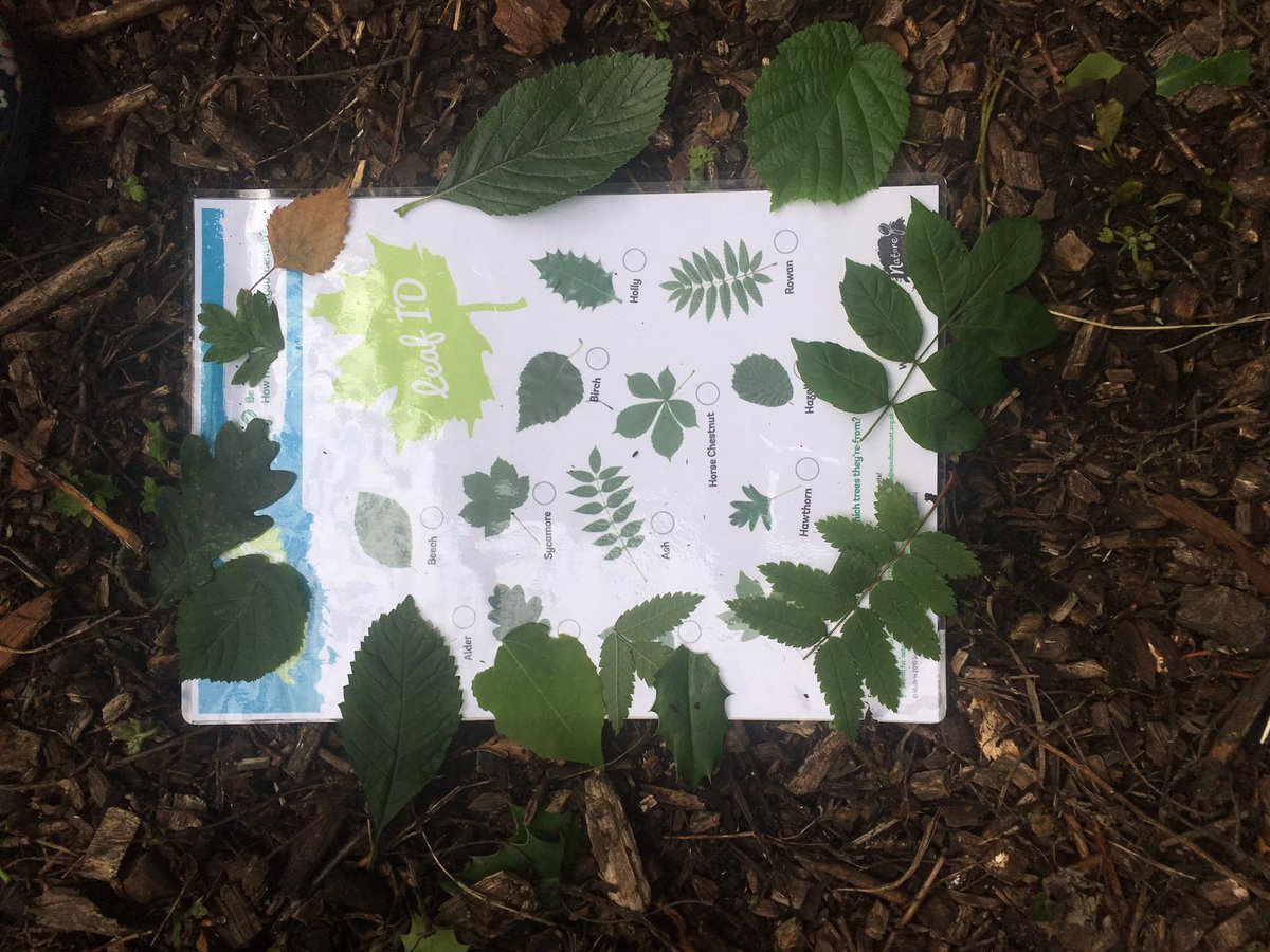 ScoutedChris's tweet image. Great morning of Tree ID using a leaf hunt and &quot;Boggits&quot; with Year 3 &amp;amp; 4. #LeafID #NatureDetectives #TreeID #Clay #ForestSchools