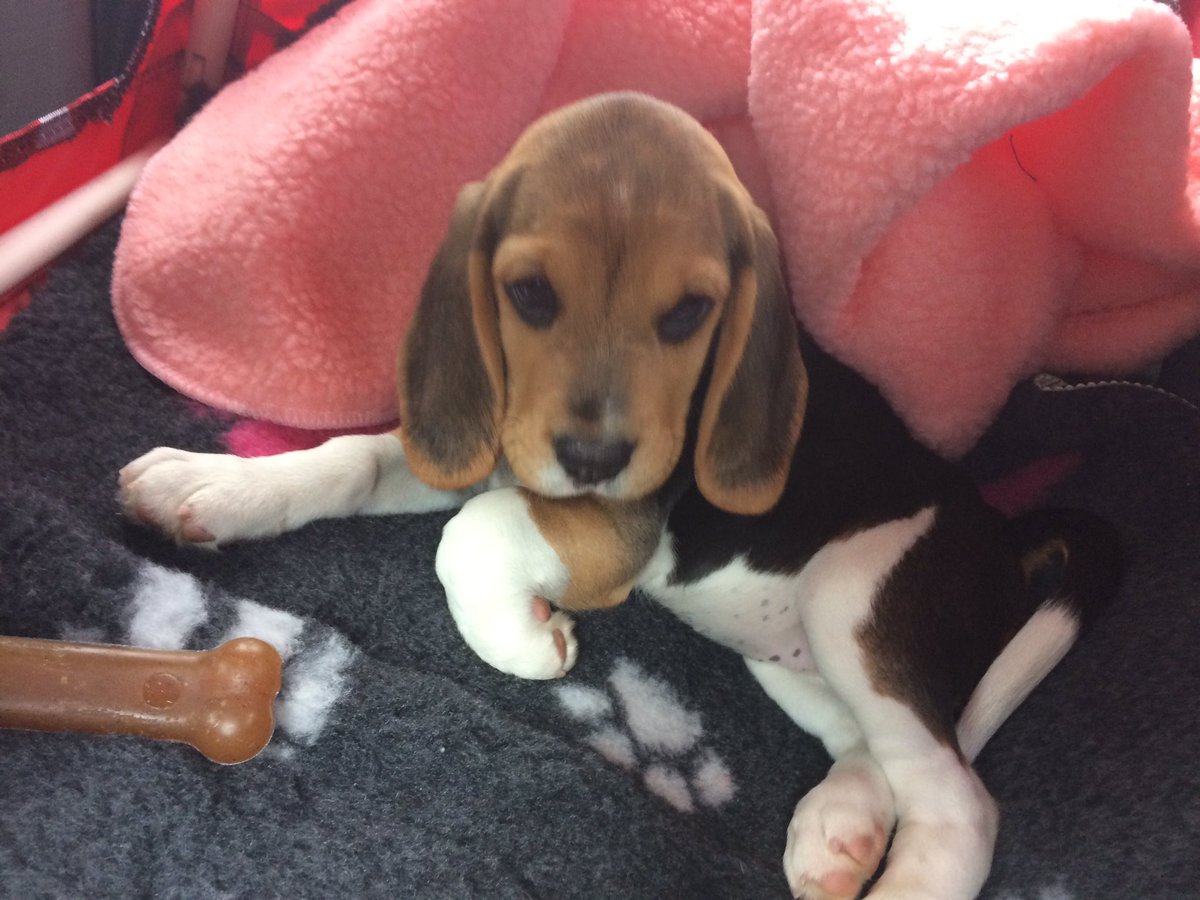 LLOBHistory's tweet photo. The LLoB History department's latest member - Darwin. She almost has a better dress sense than Mr Taylor 😀#HistoryBantz #Historydog https://t.co/eHgZkB3J67