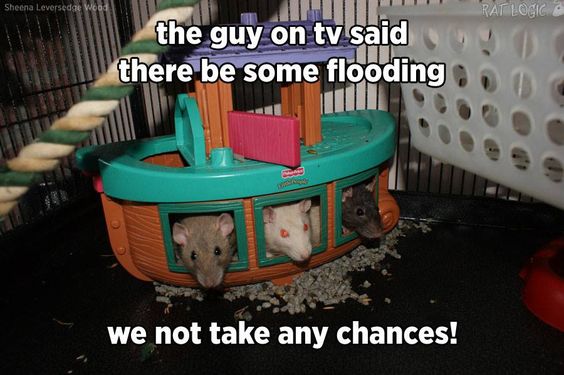 You can't be too careful!! #rats #petrats #cuterats #ratmemes #petmemes