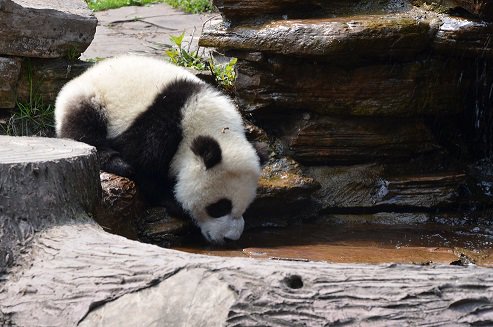 #pandalove #china #pandaconservation #chengdu #pandalife come and join #truexperiencetravel #pandalovers ow.ly/wuYy30duMoR