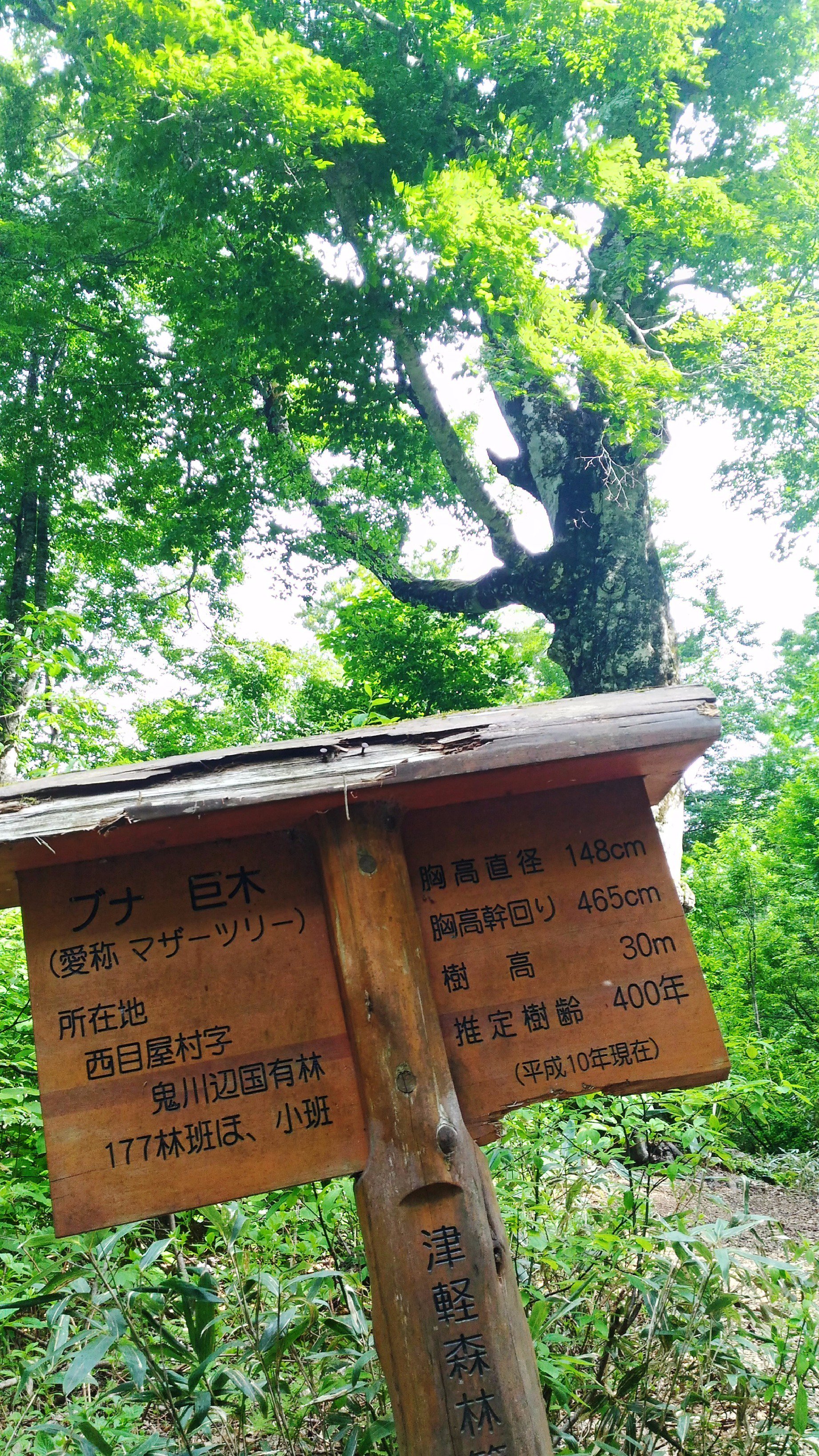伊都をかし 白神山地のシンボル マザーツリーに会ってきました 津軽峠までの林道はでこぼこ くねくねで迫力満点でした 林道マニアにお勧め 白神山地 マザーツリー 白神ライン 林道マニア 写真好きな人と繋がりたい T Co Gwf7ld8wgk