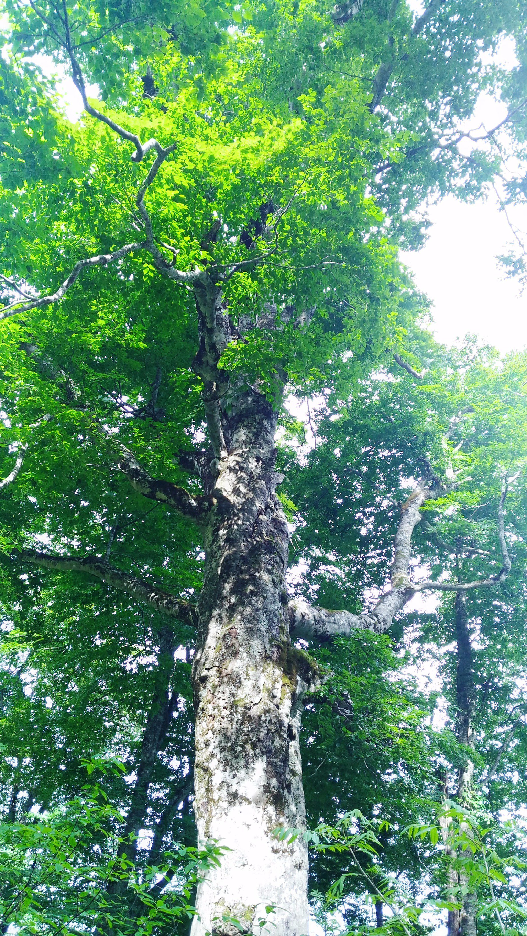 伊都をかし 白神山地のシンボル マザーツリーに会ってきました 津軽峠までの林道はでこぼこ くねくねで迫力満点でした 林道マニアにお勧め 白神山地 マザーツリー 白神ライン 林道マニア 写真好きな人と繋がりたい T Co Gwf7ld8wgk