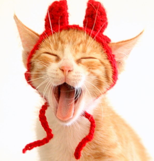 PawsomeCrochet's tweet photo. We've made an addition to our crew. Meet Zeke, former street cat turned model. ;-)
#Rescue #kitten #CatsOfTwitter #cutnessoverload #devil https://t.co/l2z0U2EosA