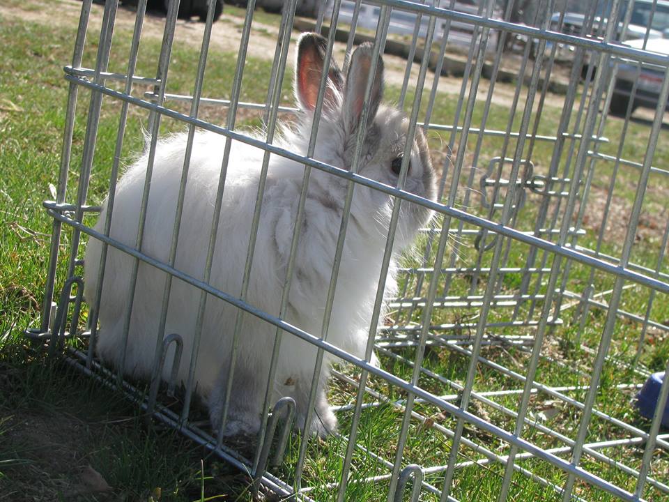 ToNewDays's tweet image. I miss my bunny. He passed away on June 18th. His name was Philip.