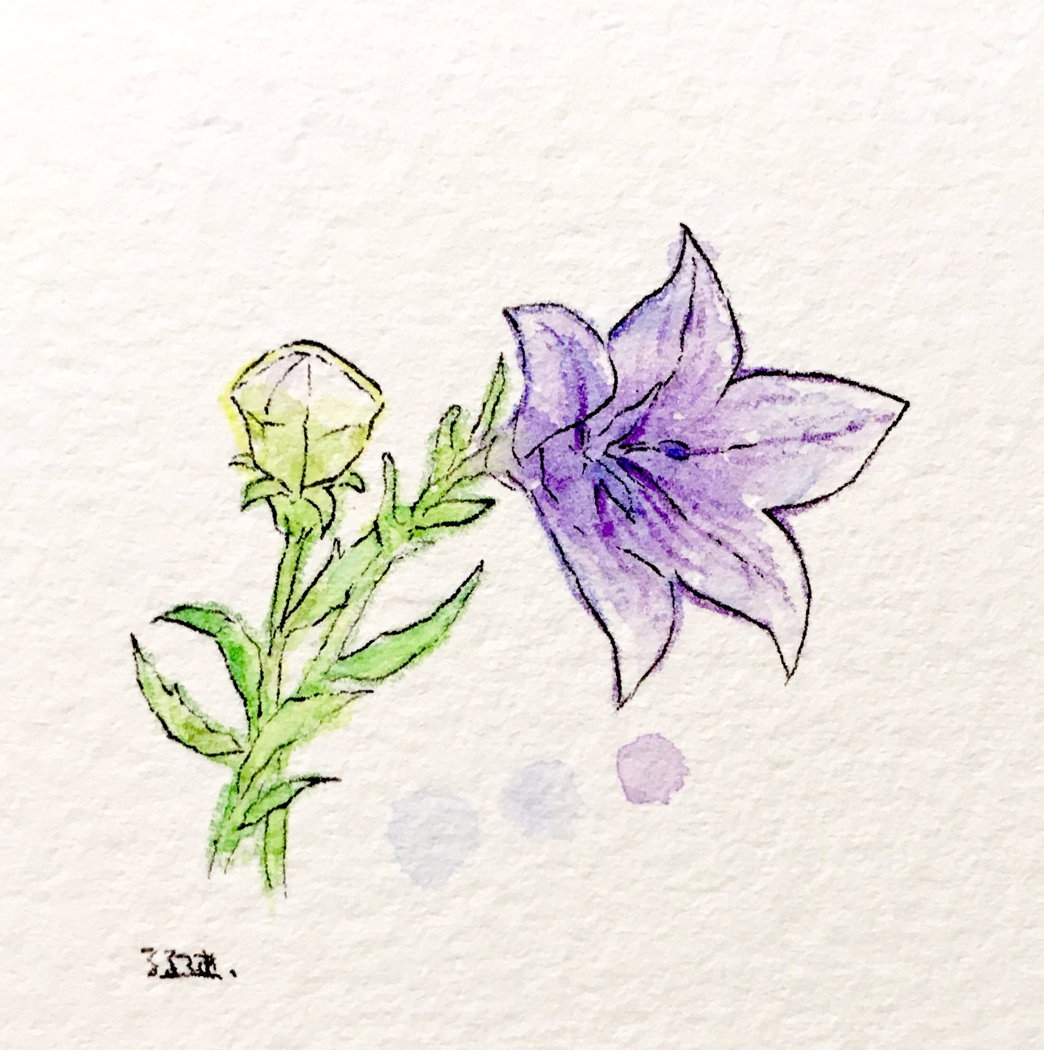 Twitter এ るるてあ キキョウという花のつぼみがかわいい T Co H47mbjwyno ট ইট র