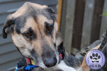 UKRescueDogs's tweet photo. Finn has returned to CGSR after failing to cope with the resident terrier. He has shown to have a high prey ... https://t.co/tgpNaBfnvz https://t.co/97OBMnPEWm
