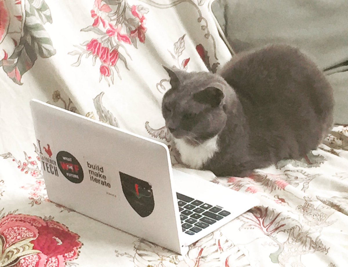 AvaLawrenceAus's tweet photo. Sophie, how's my schedule looking next week? #personalassistant #CI #catintelligence #cattech #cat #cats #Paris https://t.co/PXXOPjsBcH