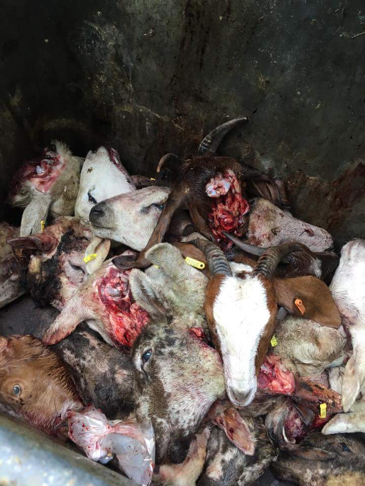 SWAnimalSave's tweet photo. Slaughter WALK IN Maddock Kembery Meats Slaughterhouse in Maesteg.
Goats, heads, entrails, maggots.
#MeetYoutMeat #YourFoodHadAFace #GoVegan https://t.co/43hsdqc9ZZ