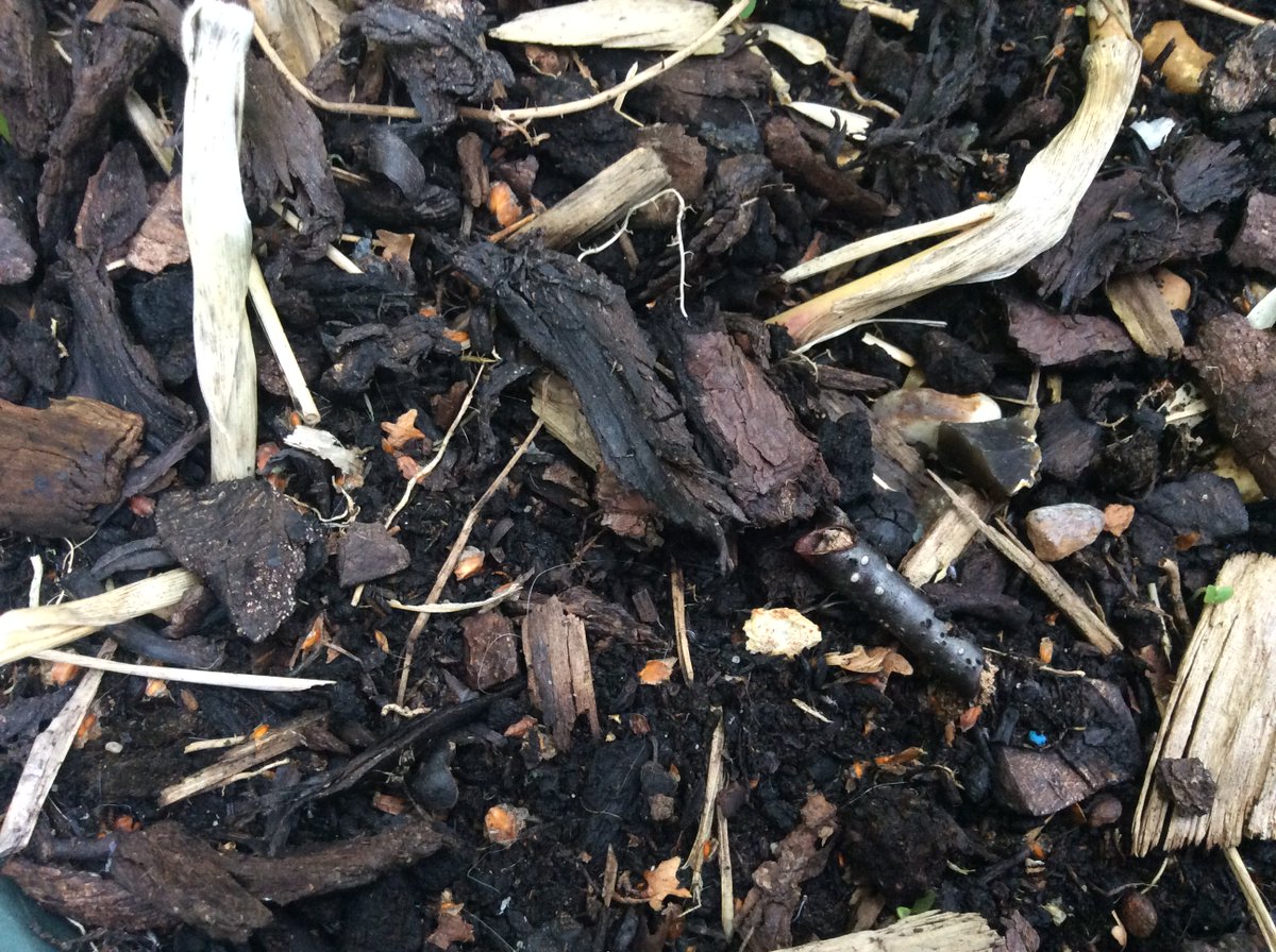 Adamsrill2n's tweet photo. Can you see what we found when looking at microhabitats? https://t.co/ZVl6z0Uetg