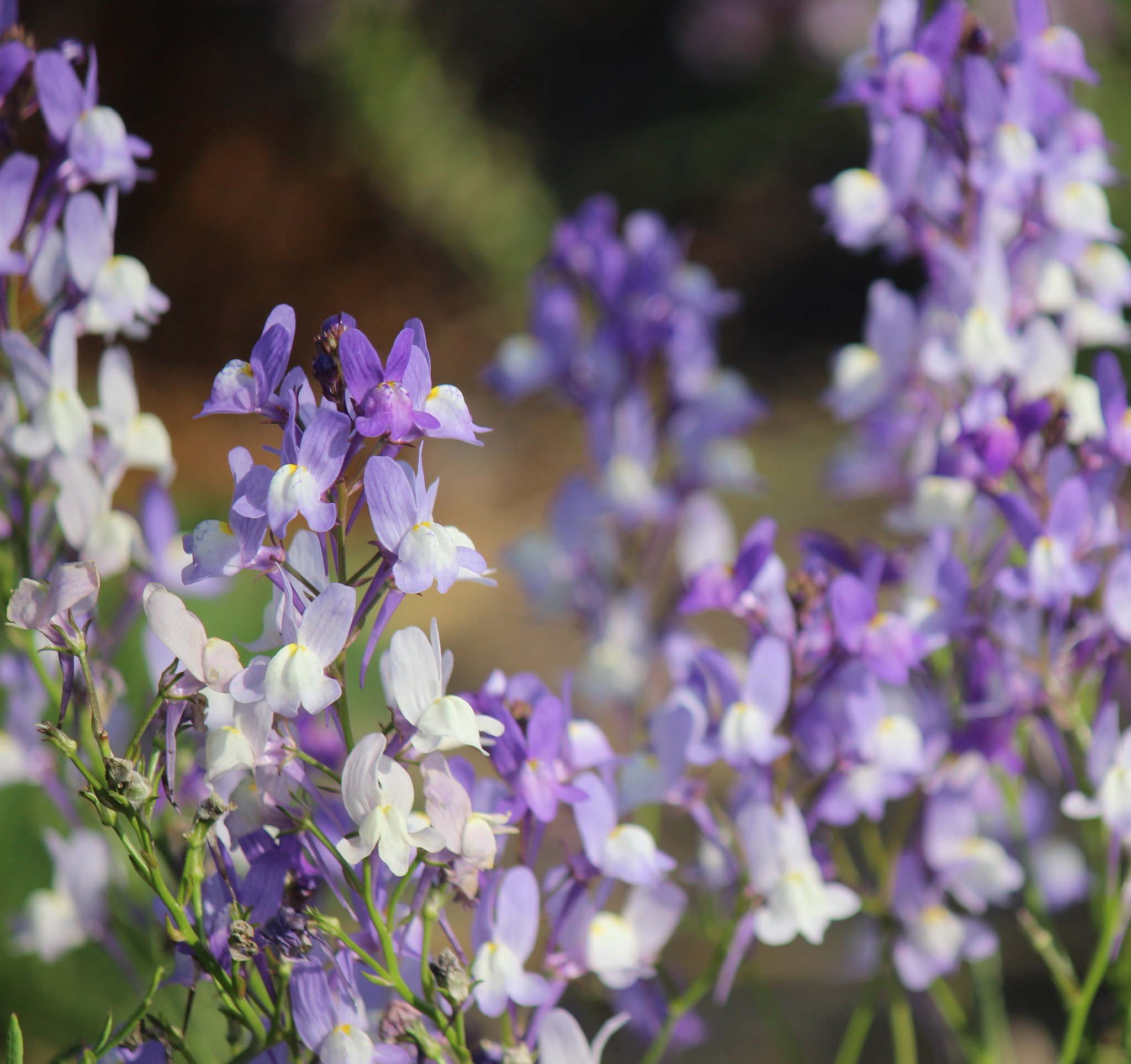 Vtifカスタマイズ 花写っと 姫金魚草 リナリア ４ ５月に撮った花の花言葉名前が分かりました 花期過ぎちゃったけどいーや Upしましょ 姫金魚草の花言葉 別名 リナリア この恋に気付い