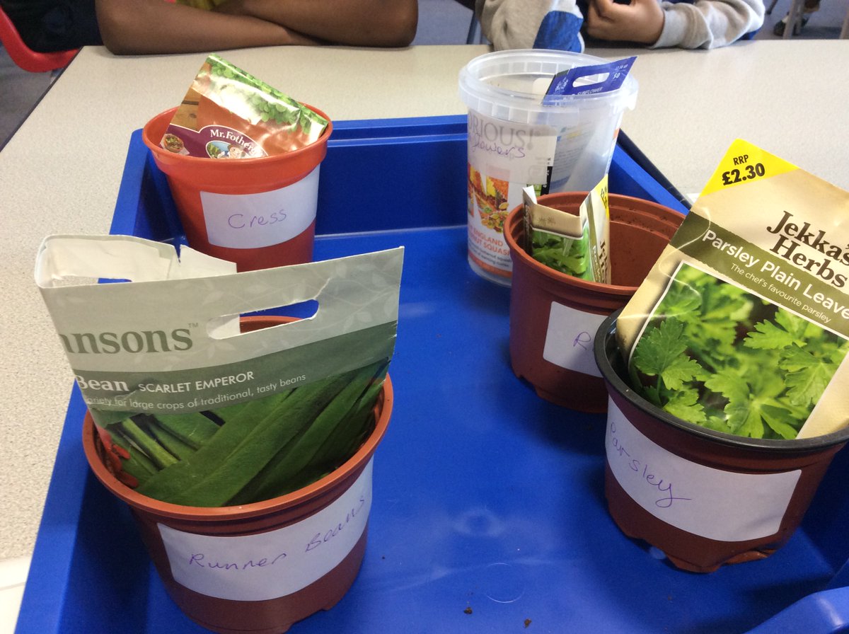 Adamsrill2n's tweet photo. We know how to plant seeds. I wonder if we can get our plants to grow as big as the ones at the allotment? https://t.co/K9GpBD42Rq